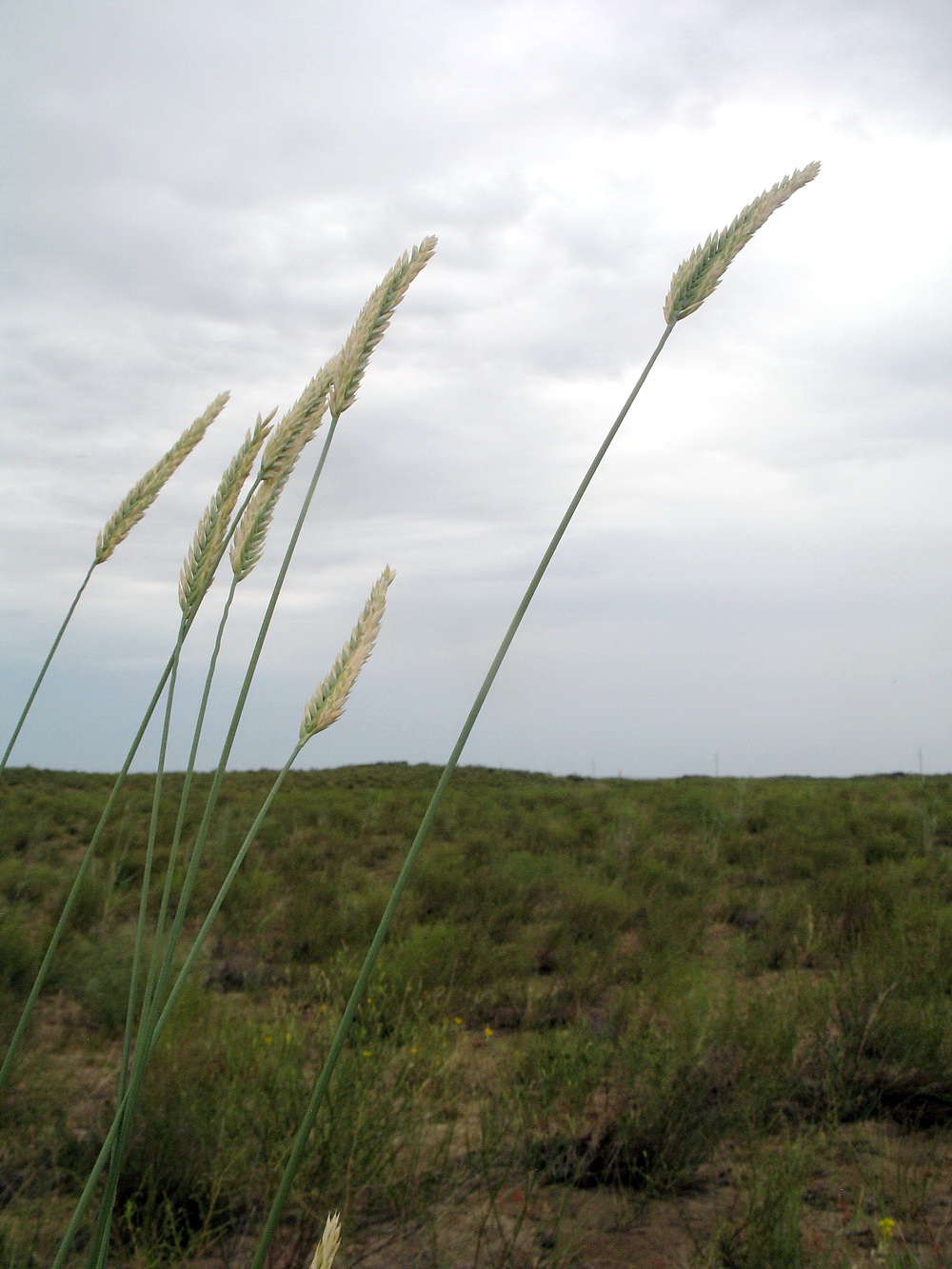 Изображение особи род Agropyron.