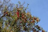 Malus prunifolia. Плодоносящие ветви. Санкт-Петербург, Старый Петергоф, парк \"Сергиевка\", в культуре. 19.10.2024.