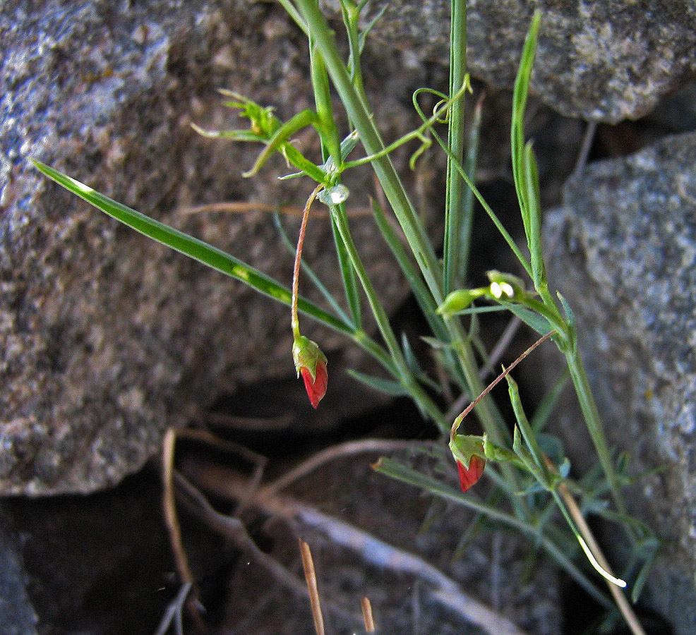 Изображение особи Lathyrus setifolius.