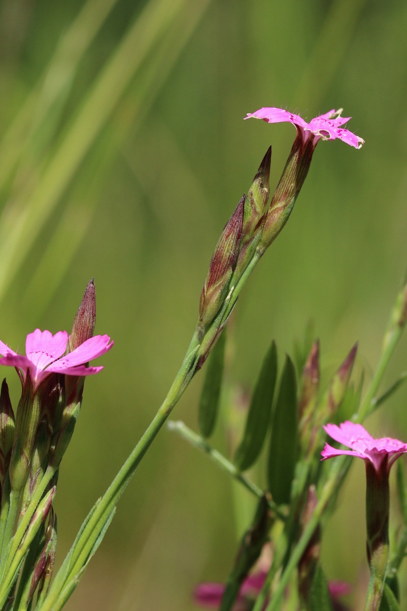 Изображение особи Dianthus deltoides.