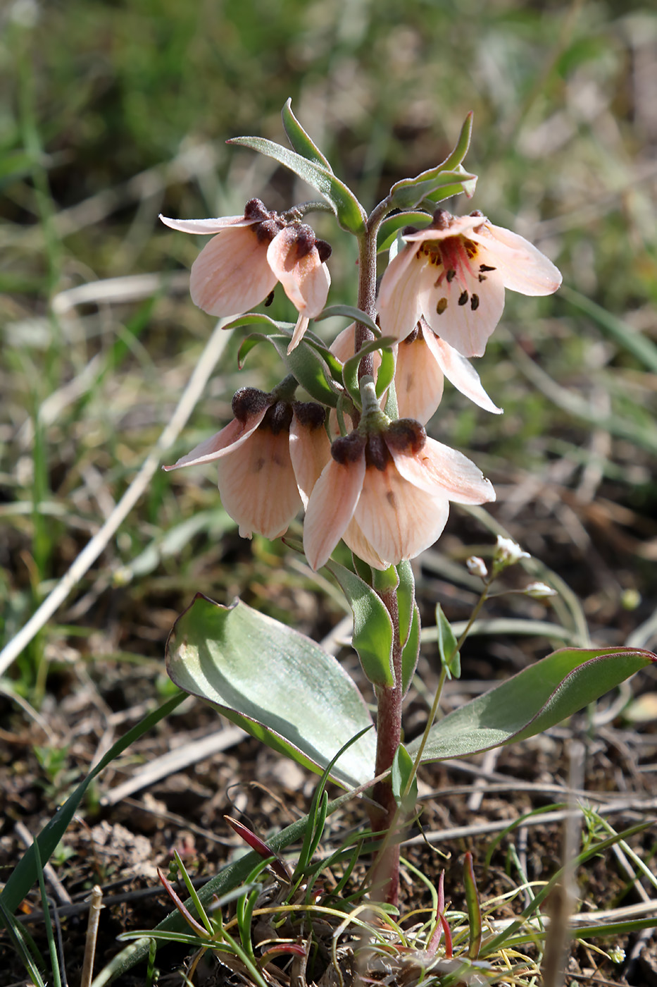 Image of Fritillaria rugillosa specimen.