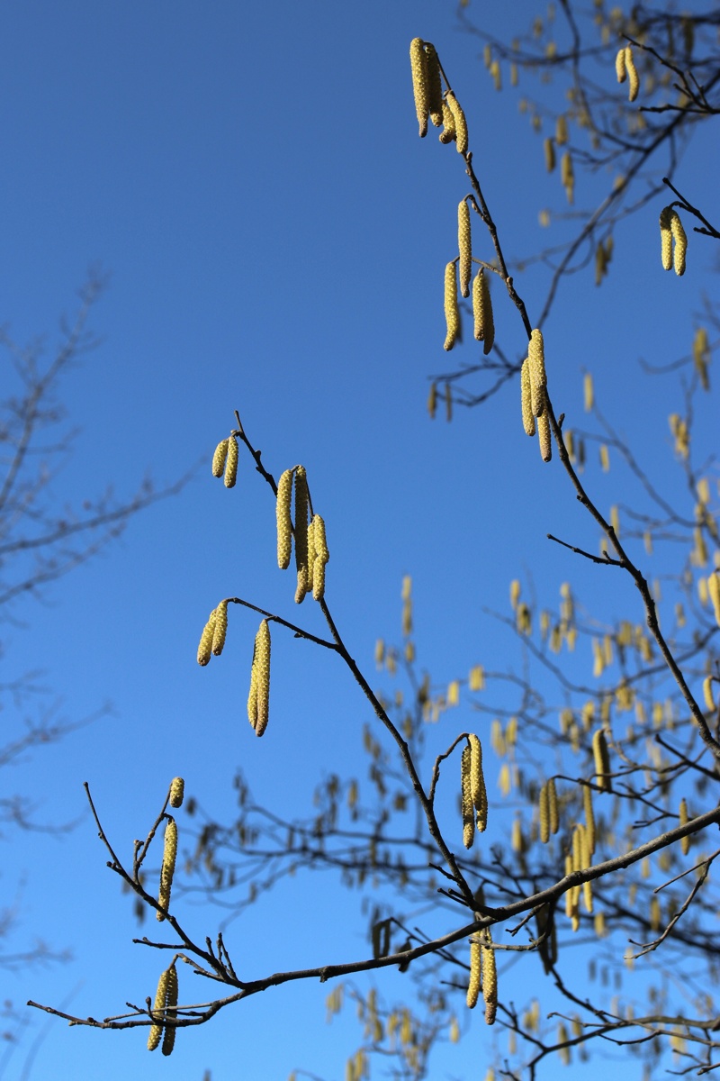 Image of Corylus avellana specimen.