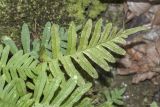 Polypodium vulgare