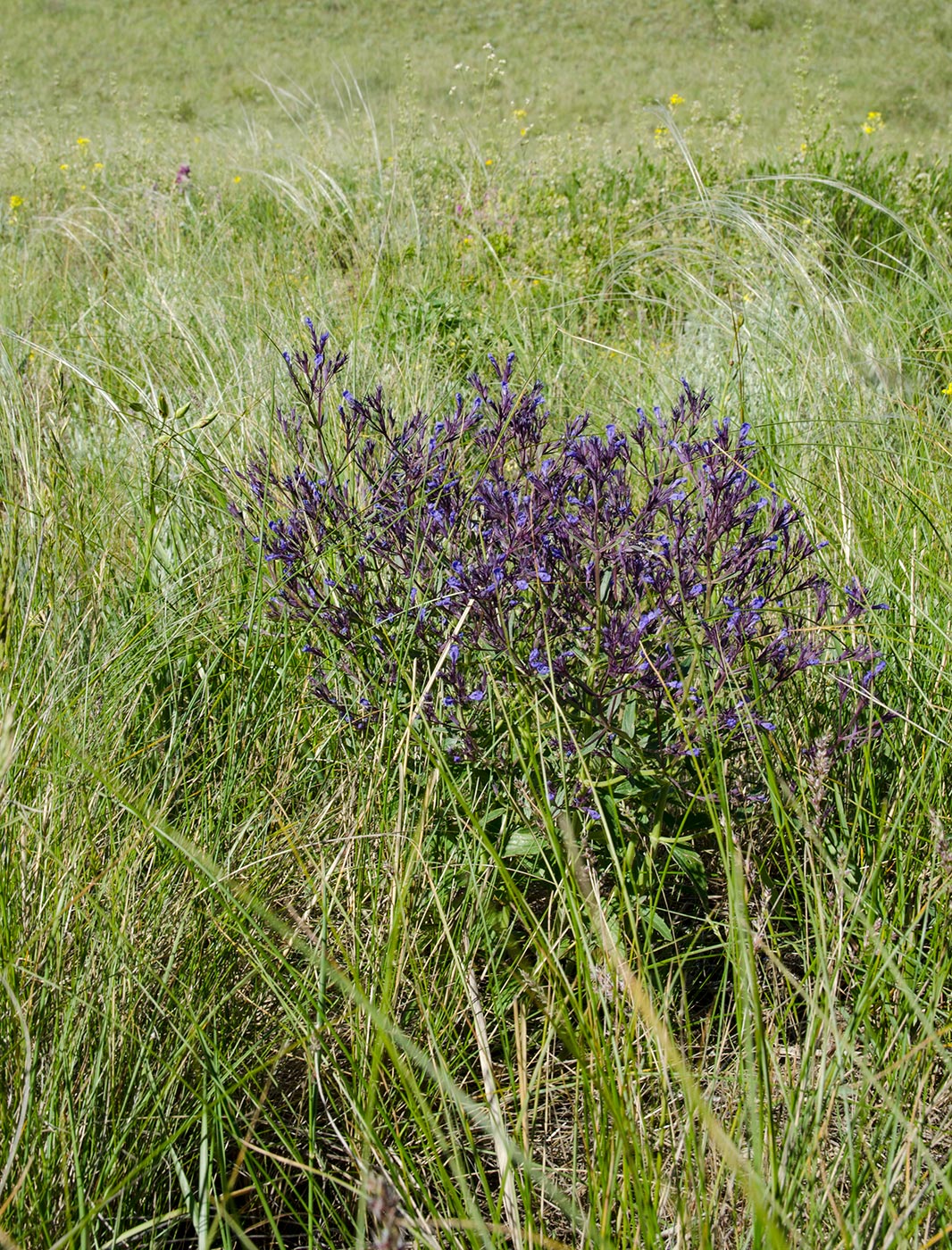 Изображение особи Nepeta ucranica.