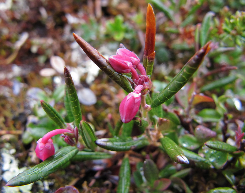 Изображение особи Andromeda polifolia.