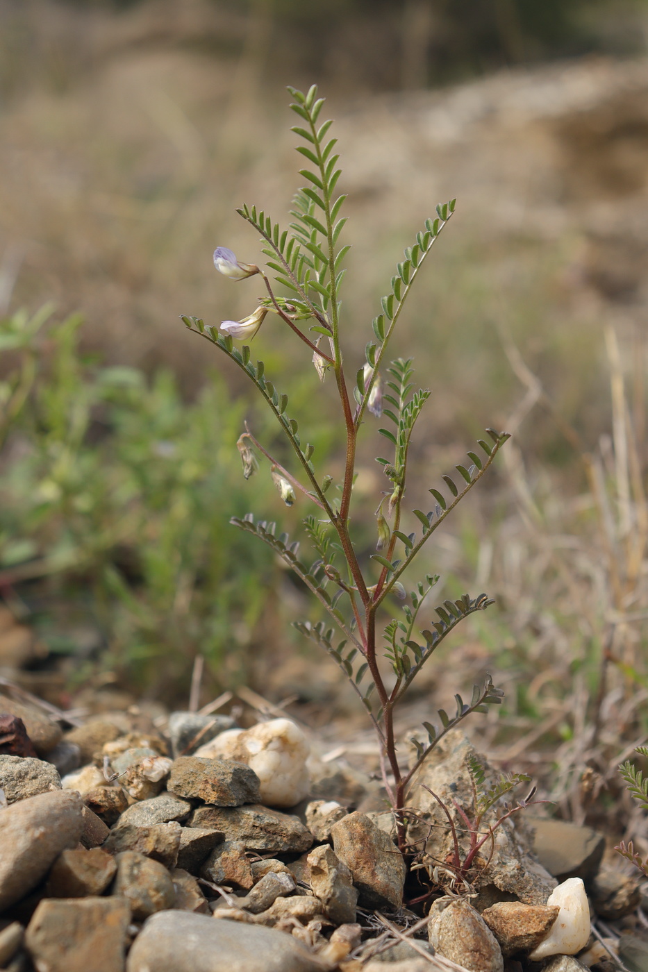 Image of Vicia ervilia specimen.
