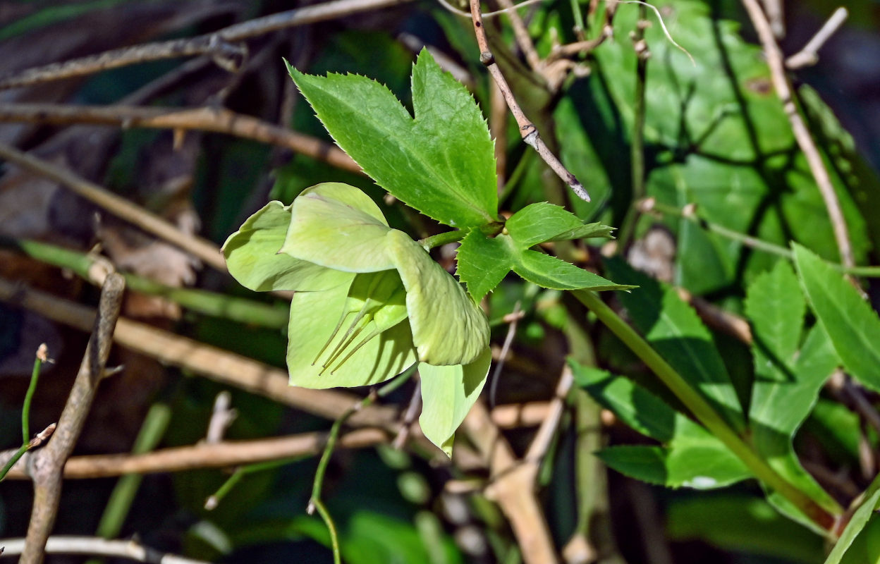 Image of Helleborus caucasicus specimen.