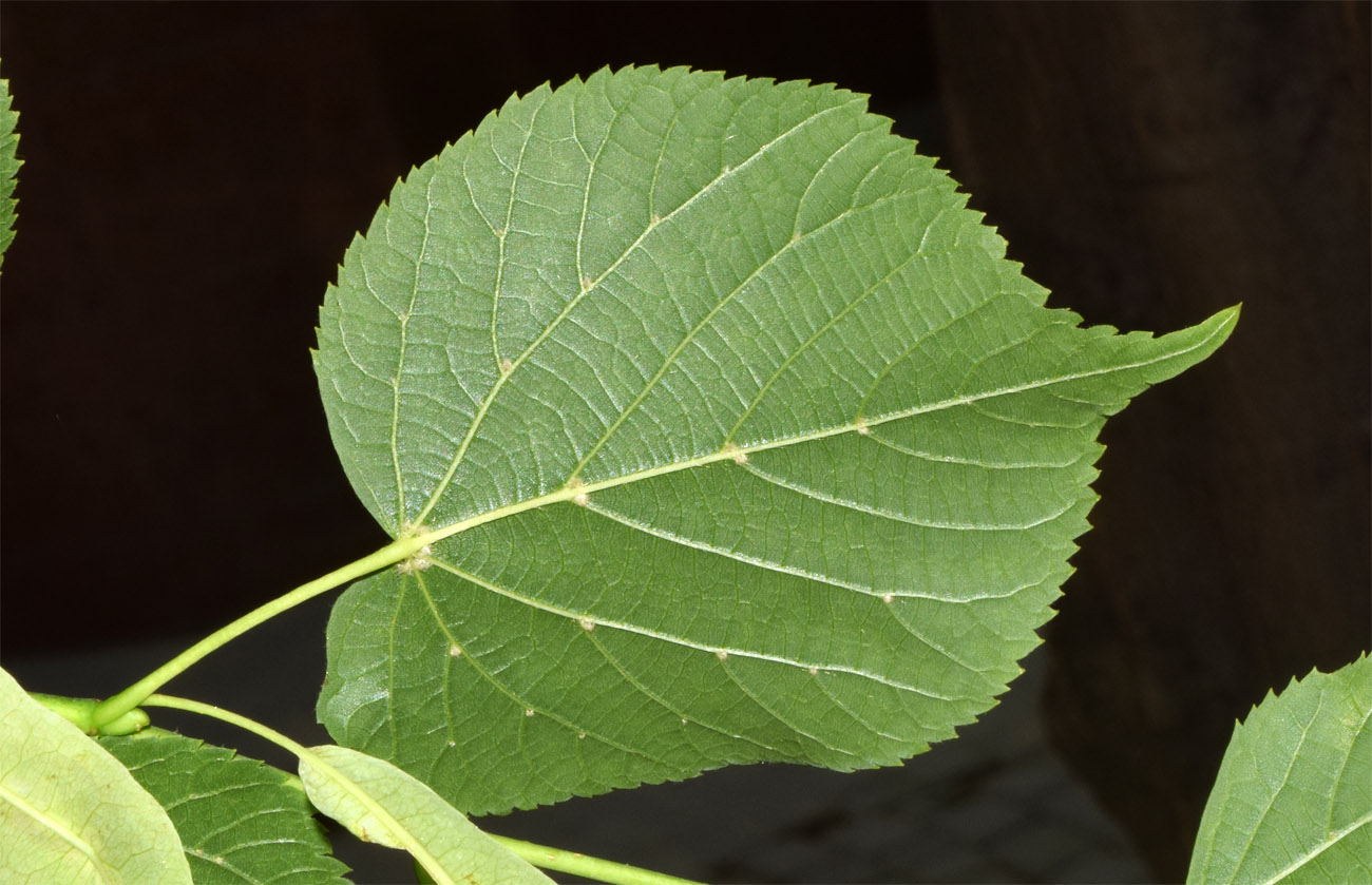 Image of Tilia platyphyllos specimen.
