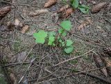 Mycelis muralis