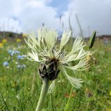 Centaurea cheiranthifolia