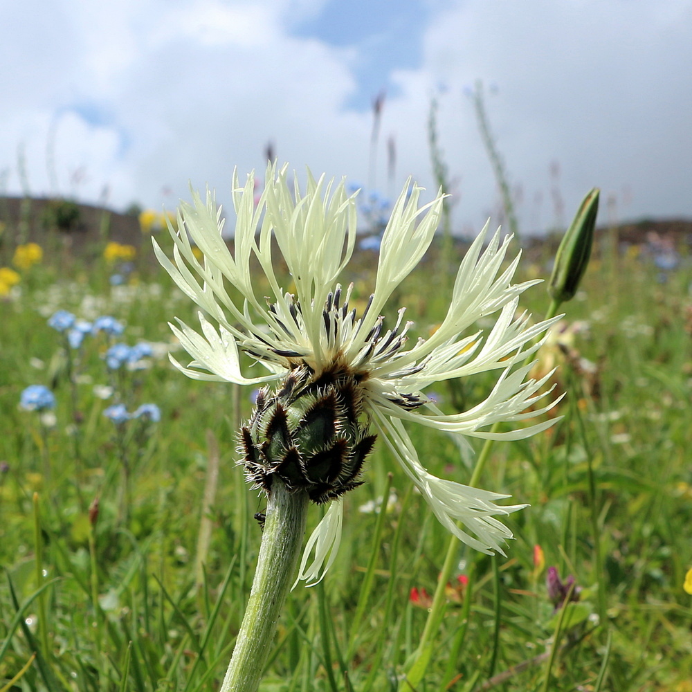 Изображение особи Centaurea cheiranthifolia.