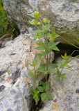 Galium valantioides