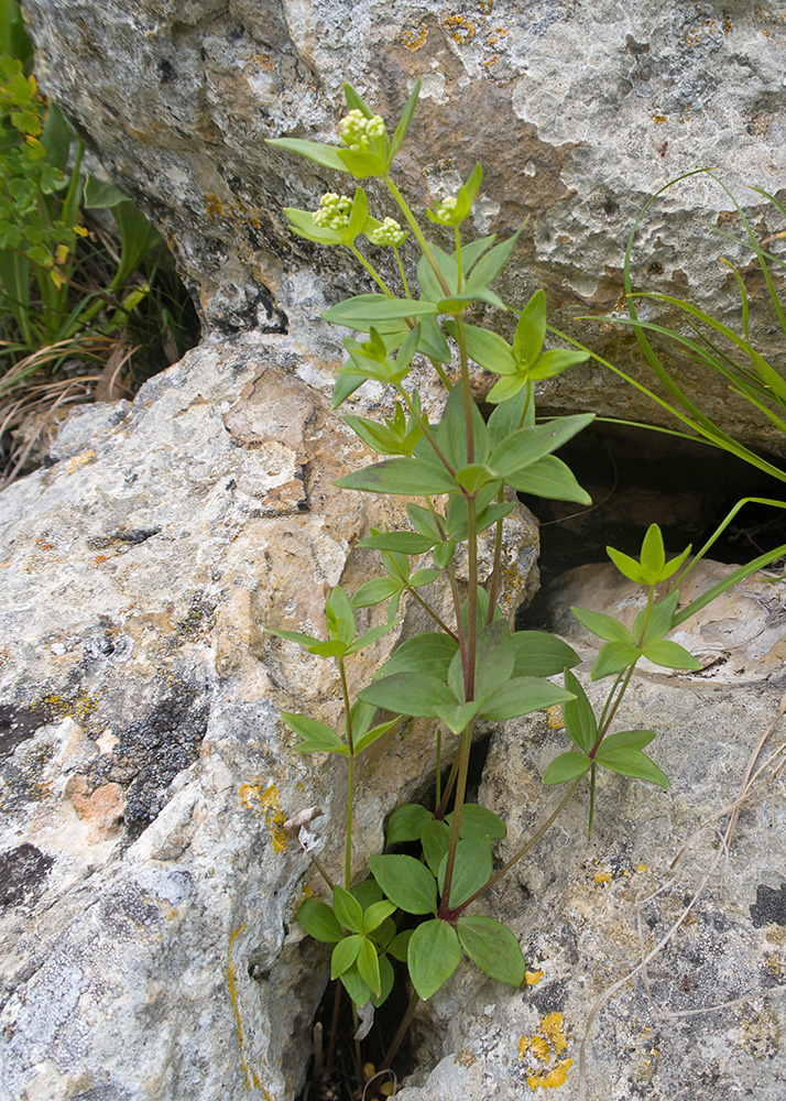 Изображение особи Galium valantioides.