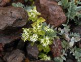 Taphrospermum altaicum