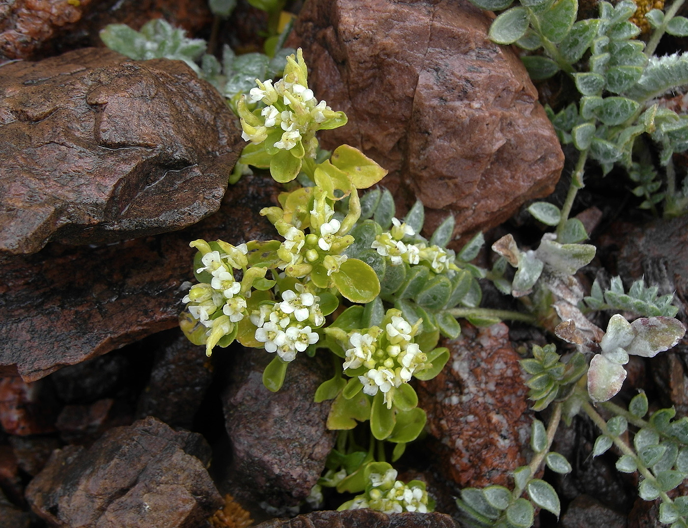 Изображение особи Taphrospermum altaicum.