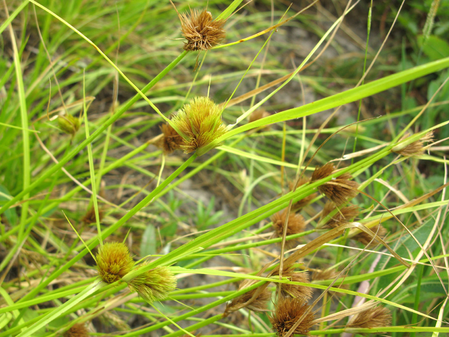 Image of Carex bohemica specimen.