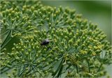 Image of taxon representative. Author is Виталий Гуменюк