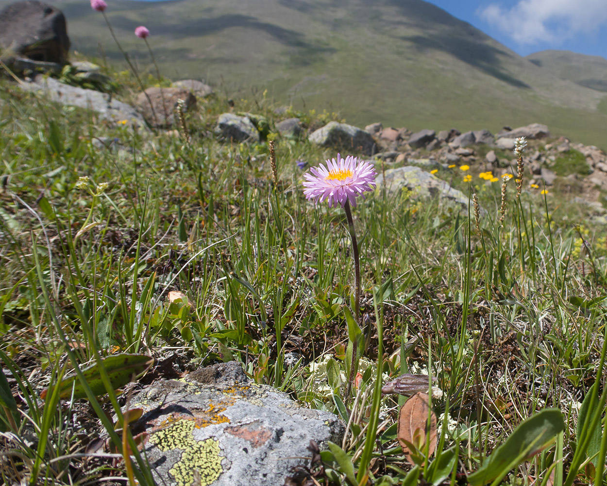 Изображение особи Erigeron venustus.