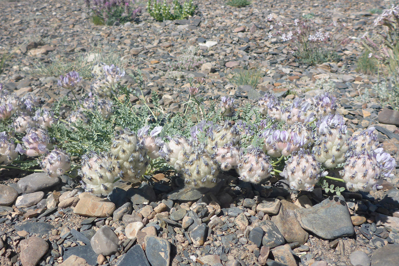 Изображение особи Astragalus nivalis.