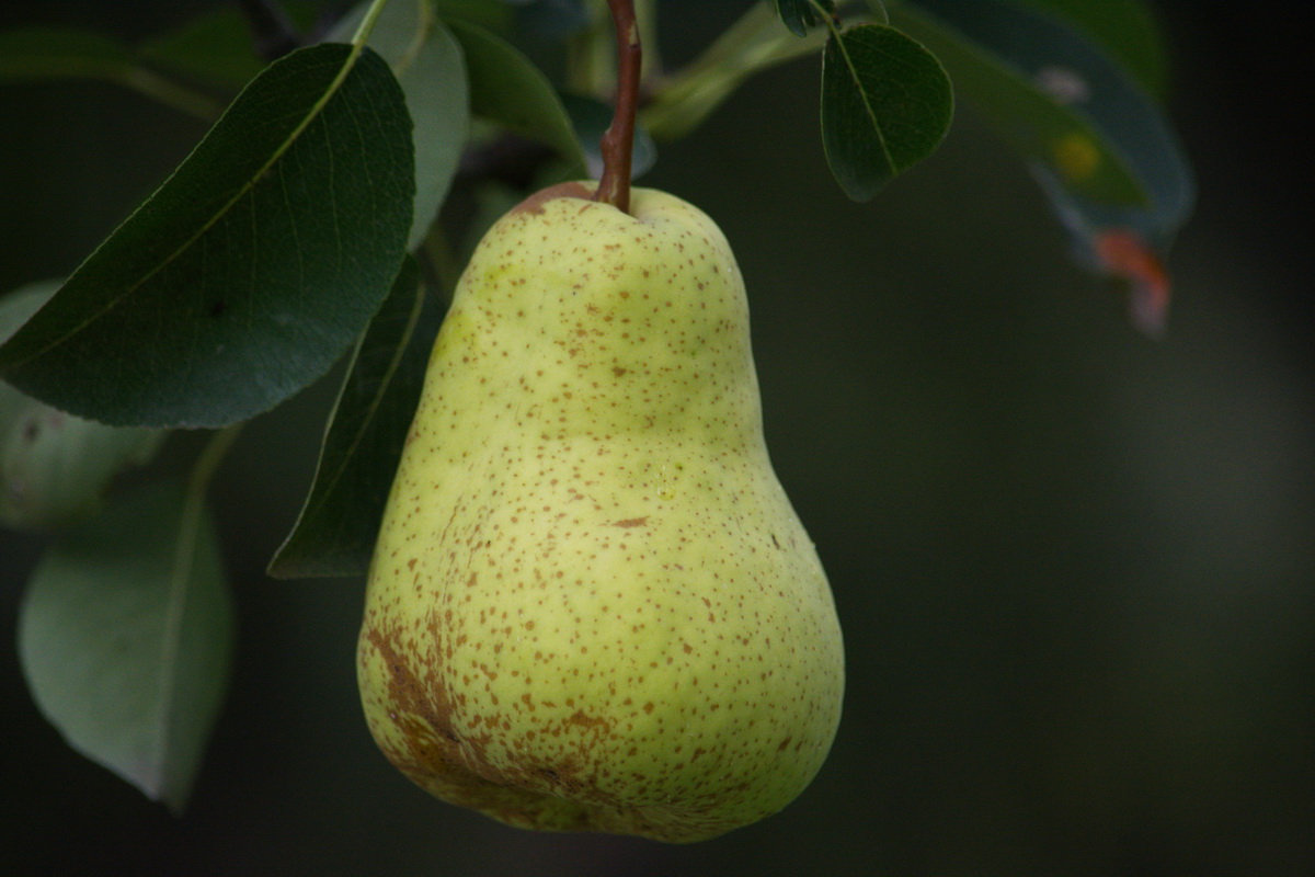 Image of Pyrus communis specimen.