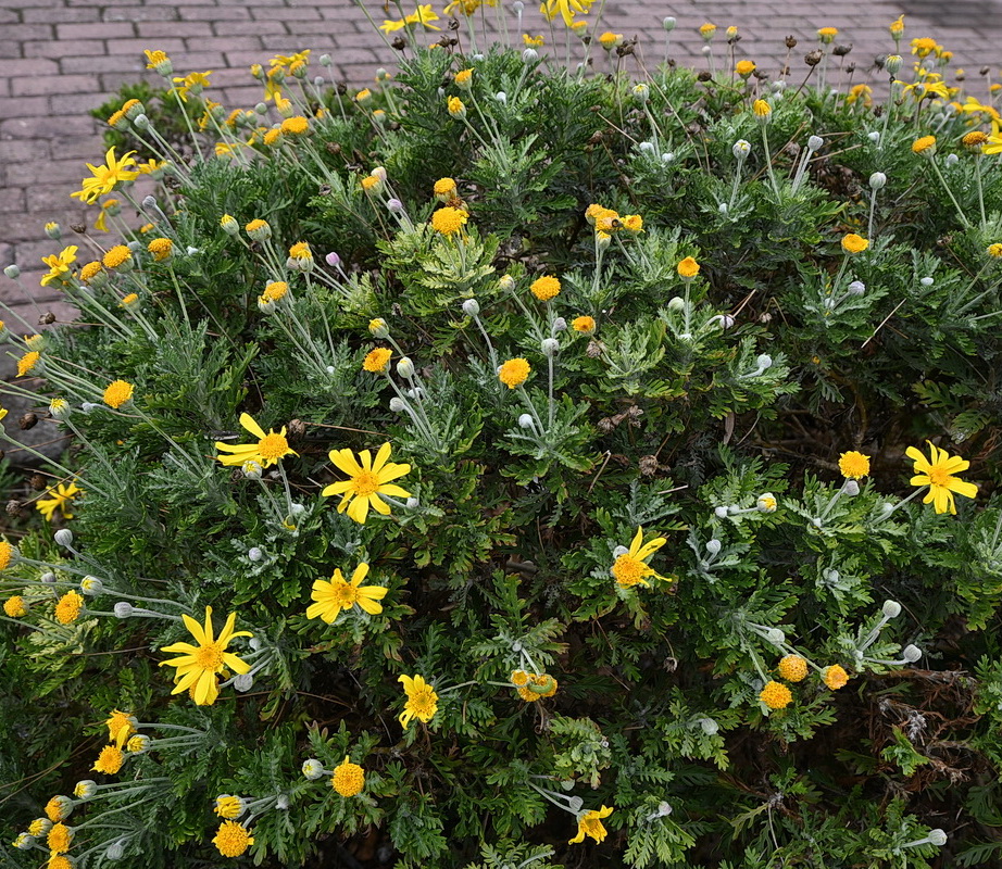 Изображение особи Euryops pectinatus.
