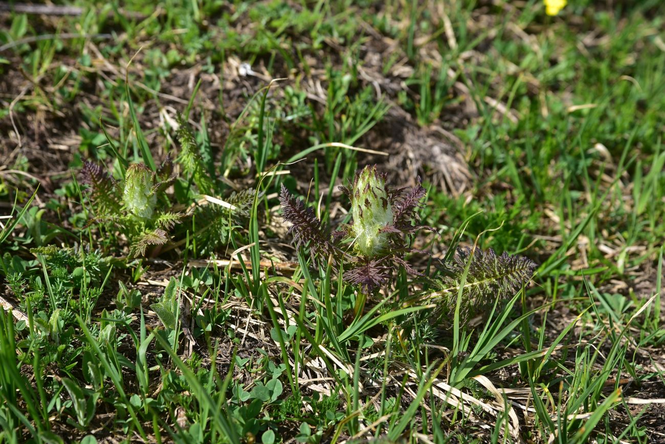 Изображение особи Pedicularis condensata.