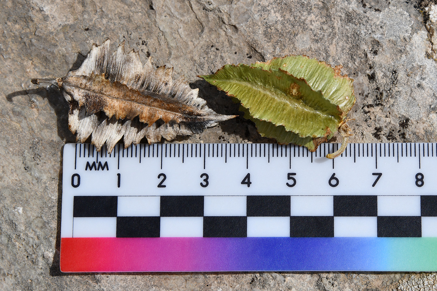 Изображение особи Niedzwedzkia semiretschenskia.