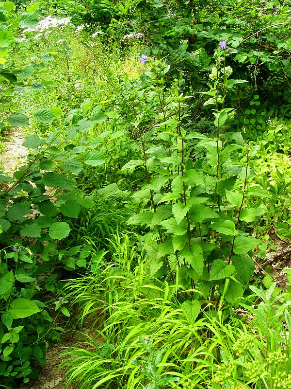 Изображение особи Campanula trachelium.
