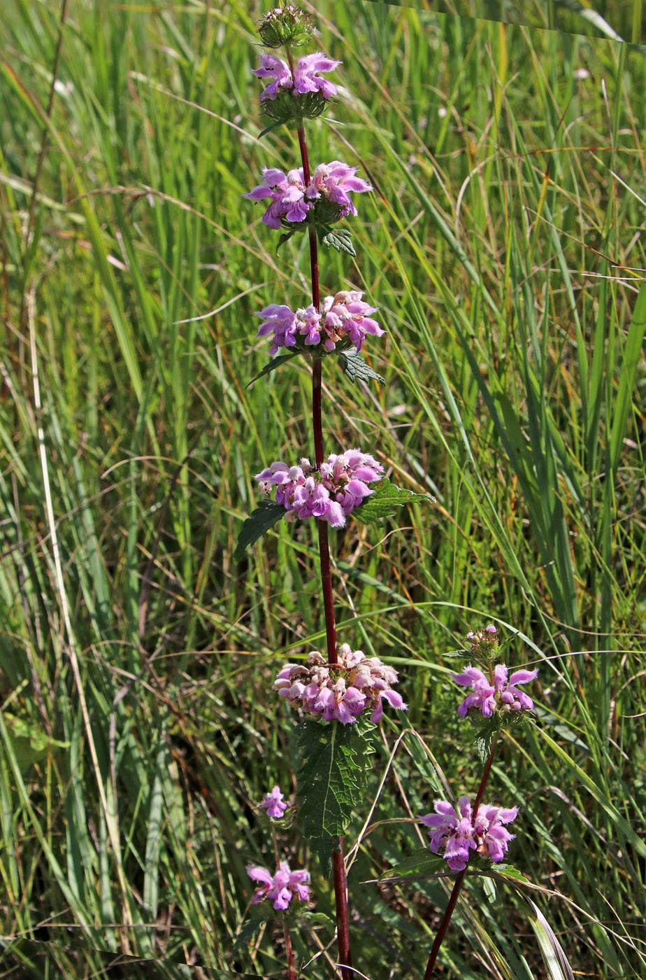 Image of Phlomoides tuberosa specimen.