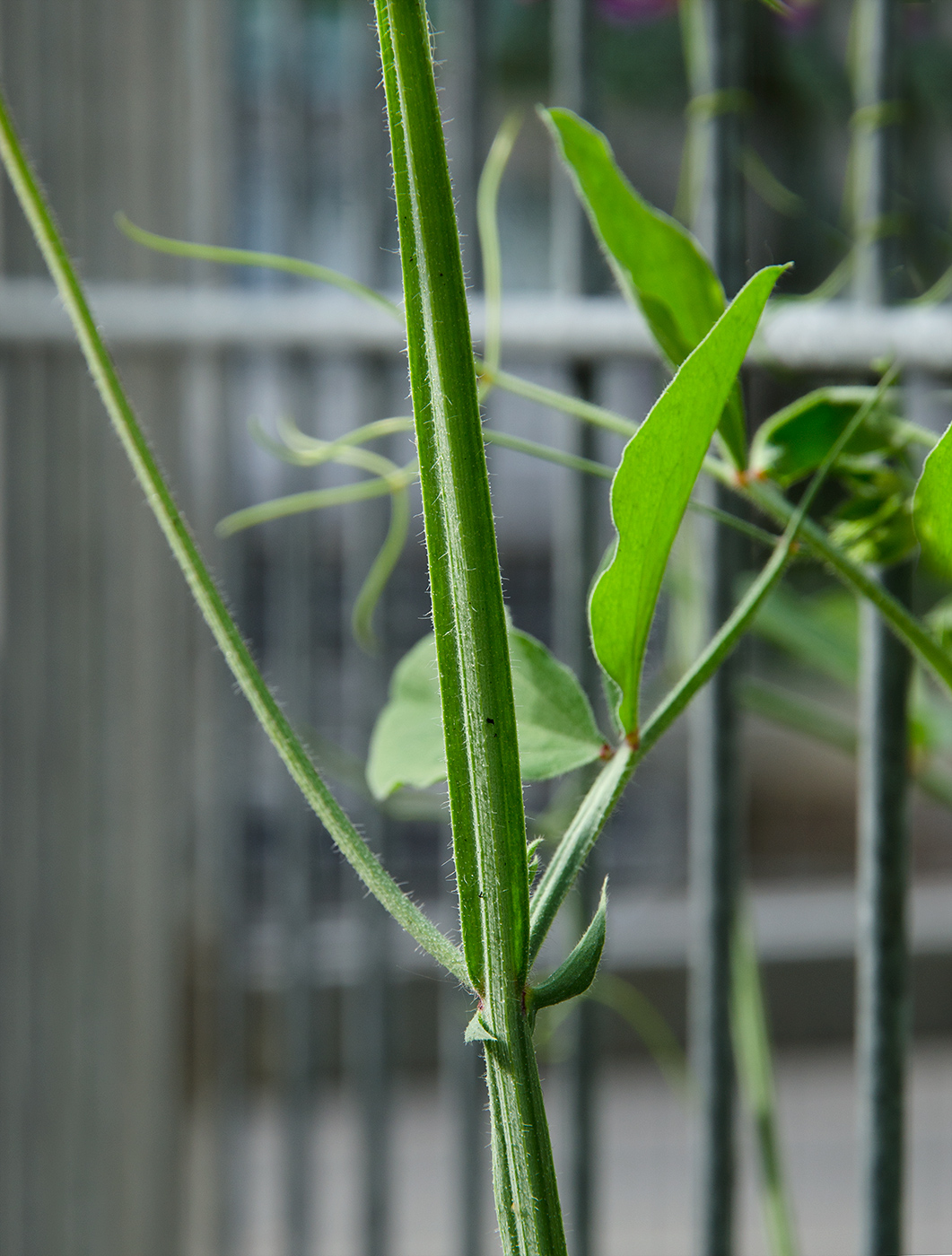Изображение особи Lathyrus odoratus.