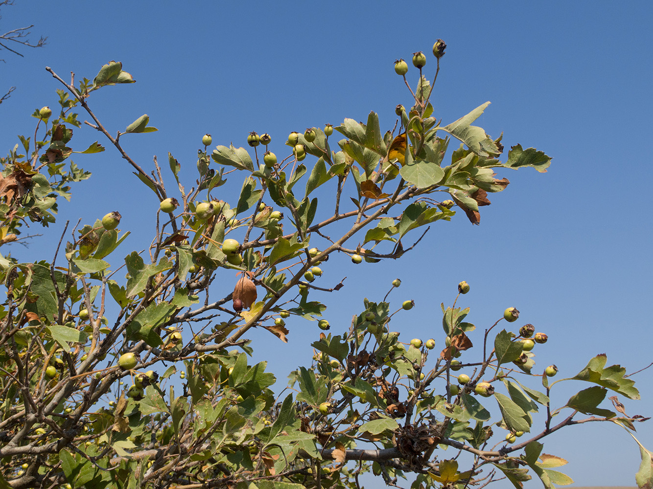 Изображение особи Crataegus taurica.