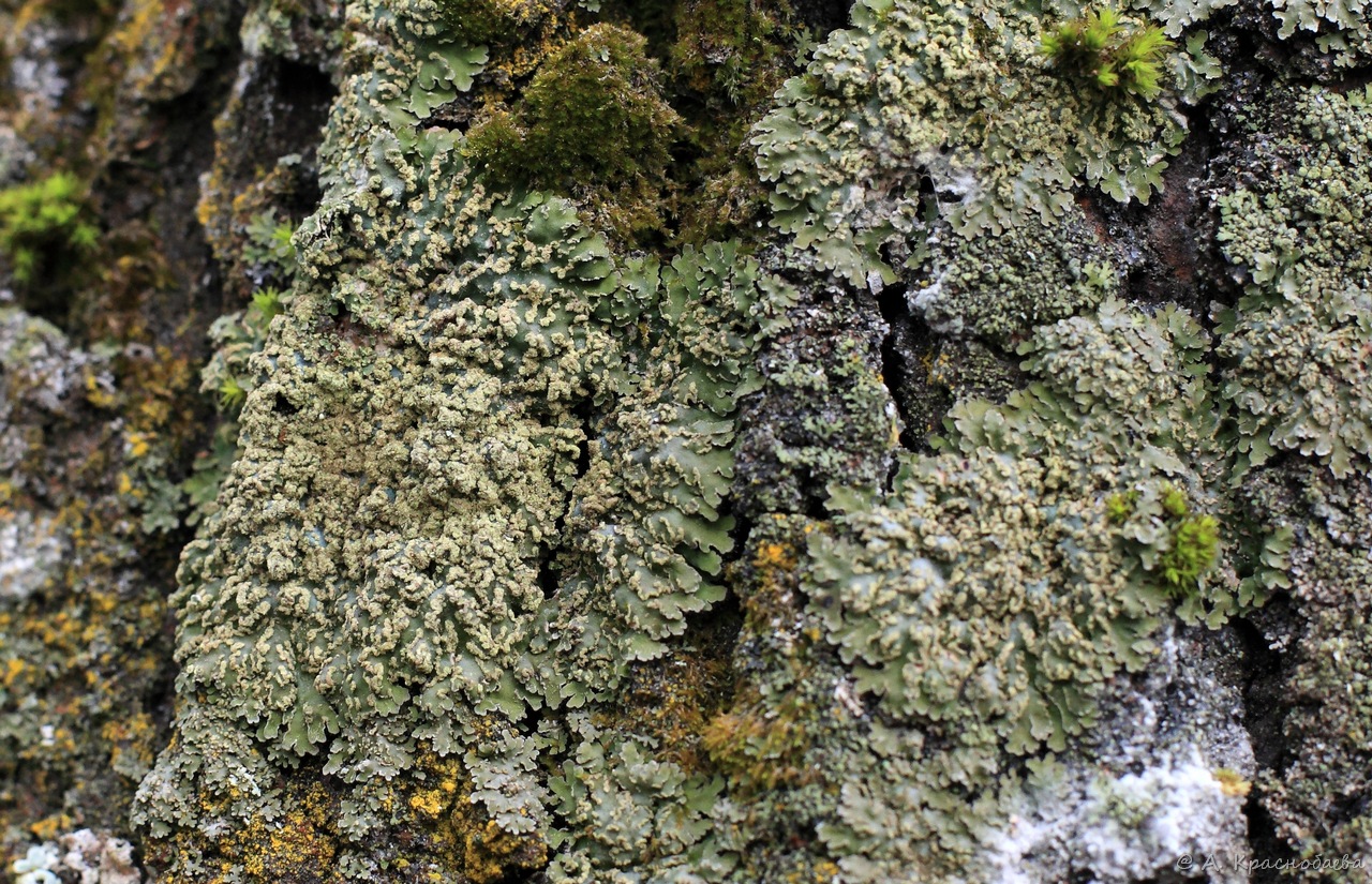 Image of Physconia enteroxantha specimen.