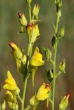 Linaria genistifolia