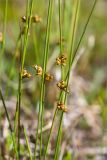 Juncus filiformis. Части побегов с соплодиями. Карелия, восточный берег оз. Топозеро, облесённый край песчаного пляжа у границы с низинным болотом. 30.07.2025.