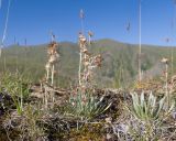 Omalotheca supina. Плодоносящие растения. Кабардино-Балкария, Черекский р-н, окр. с. Бабугент, северо-восточный склон горы Чегетджара, ≈ 2800 м н.у.м., альпийский луг. 28.07.2025.