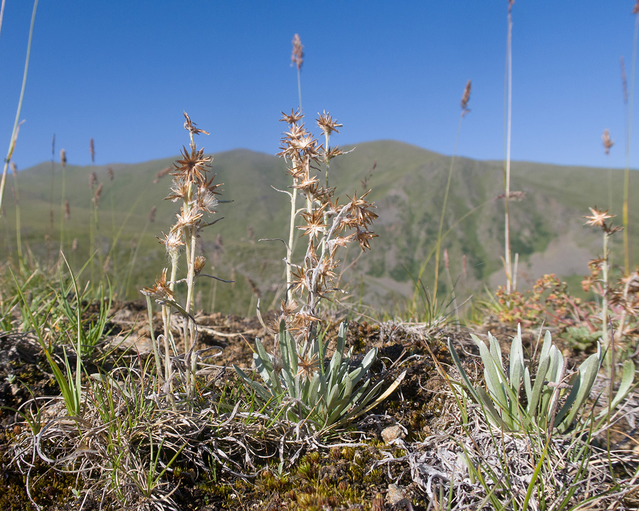Изображение особи Omalotheca supina.
