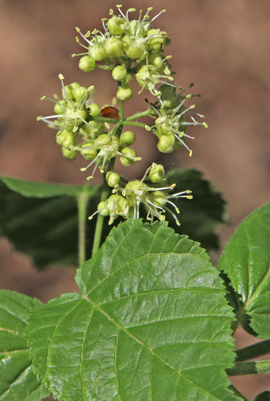 Изображение особи Acer tataricum.