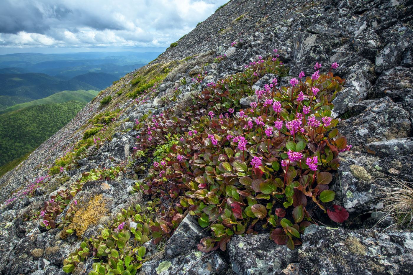 Изображение особи Bergenia pacifica.