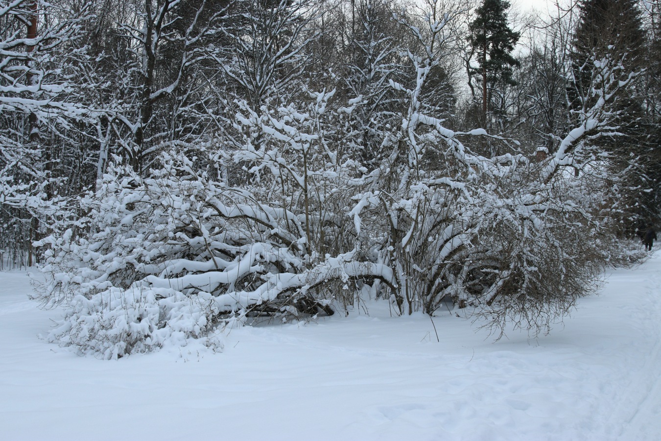 Image of Syringa &times; henryi specimen.