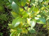 Salix pentandra. Верхушка молодого побега. Курская обл., Железногорский р-н, верх. притока р. Мцень у с Карманово. 22 июля 2007 г.