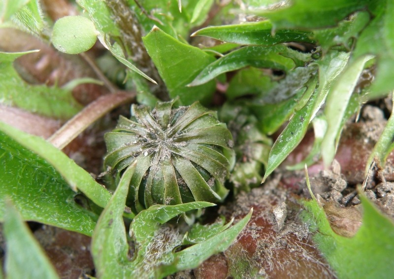 Изображение особи род Taraxacum.