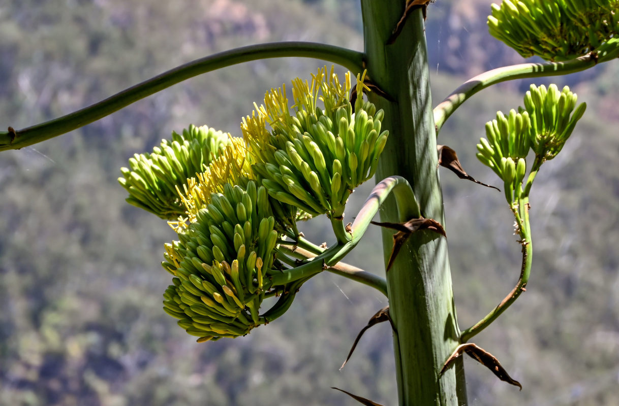 Изображение особи Agave americana.