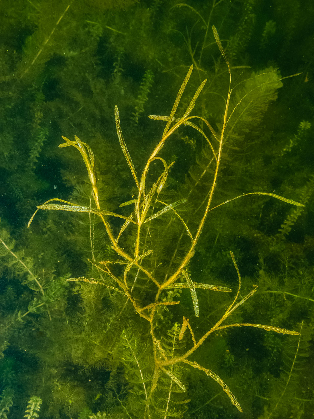 Изображение особи род Potamogeton.