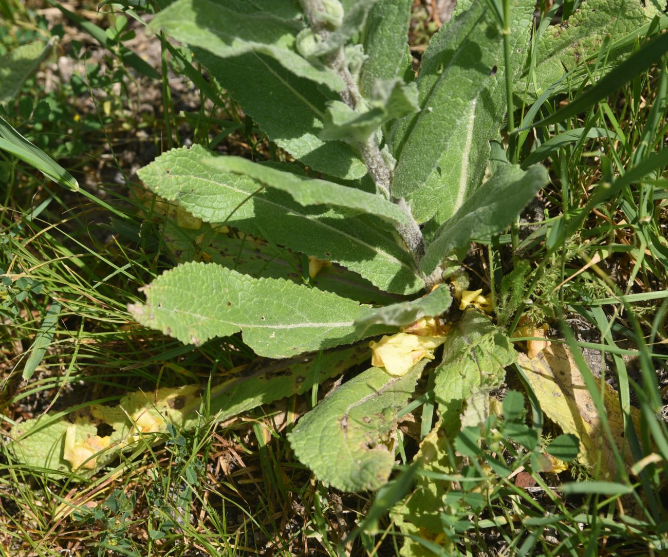 Image of genus Verbascum specimen.