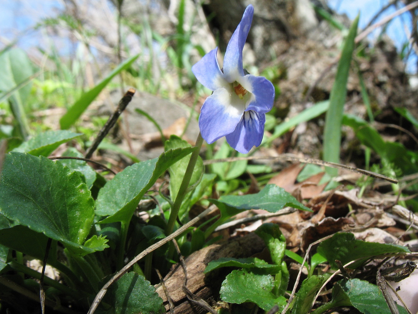 Изображение особи Viola suavis.