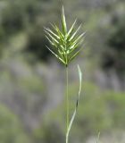 Anisantha fasciculata. Верхушка побега с соцветием. Республика Кипр, Пафосский лес (Δάσος Πάφου), берег р. Диаризос (ποταμός Διαρίζος). 12.04.2026.