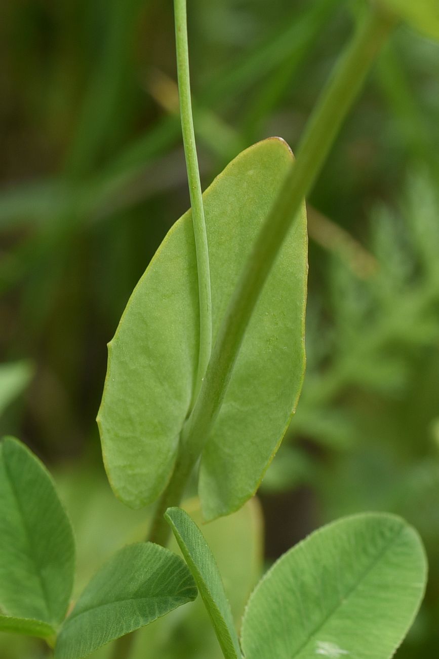 Image of Thlaspi arvense specimen.