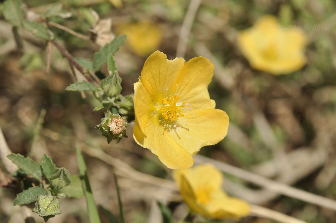Изображение особи семейство Malvaceae.