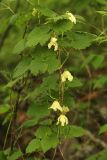 Atragene koreana