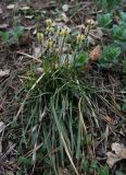 Carex ericetorum. Цветущее растение; заметны прошлогодние листья. Московская обл., Боровский курган, крутой открытый склон холма. 01.05.2011.